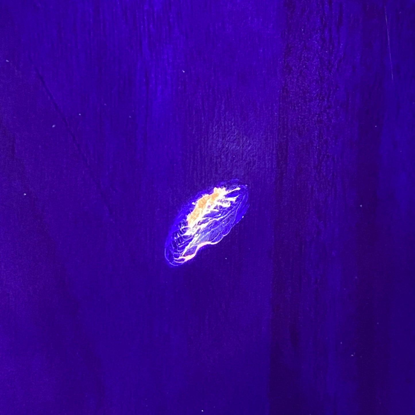 Westcreek Guitars Revenge Explorer Style Purple #0124 Used